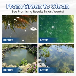 ✨ Du Vert au Clair en une Nuit ! | ⏱️ Cristallin en 24 Heures ! | LOVILDS® Aqua-Guardian Formule Pro